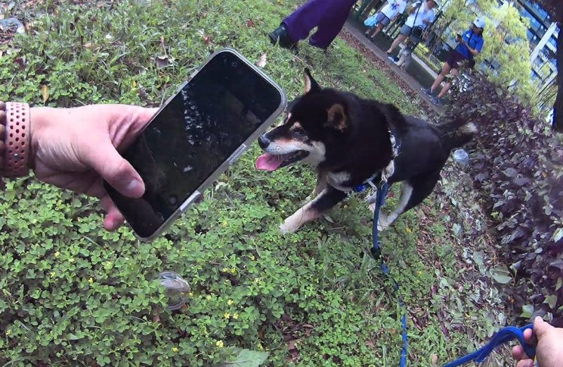 柴犬街頭溜達   啟文警化身犬隻導航員協助返家 