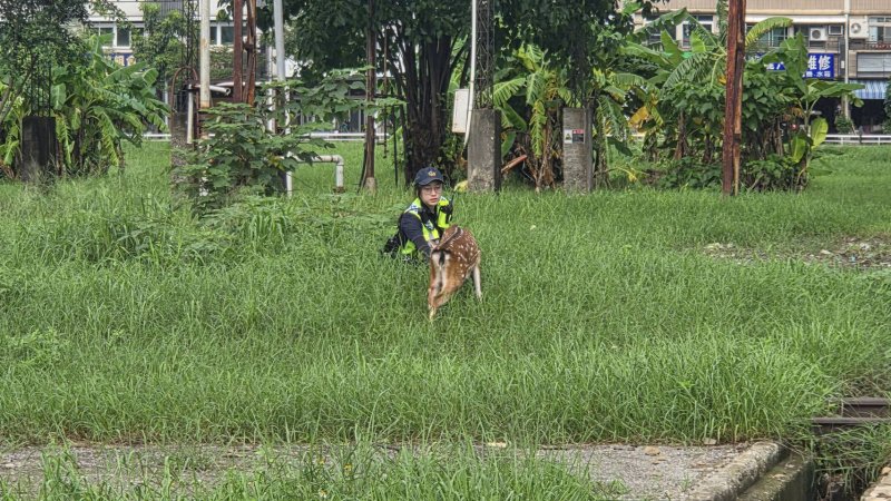 梅花鹿深夜闖道路　前鎮警持續追蹤守護交通　聯手動保處助飼主成功誘捕