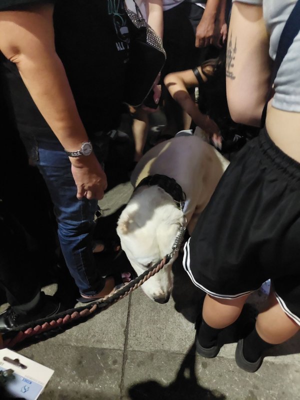 犬隻體型較大引發驚嚇口角  左營警即時到場協調　雙方理性化解糾紛